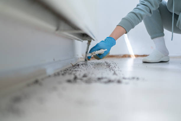 Wasp Removal Services in Milan, OH